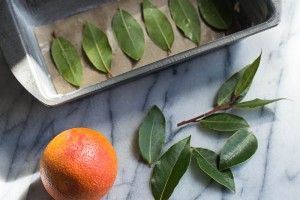 Bay Leaves_Blood Orange