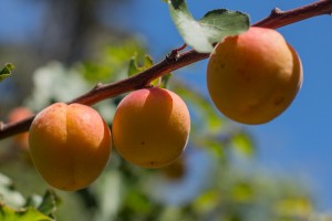 Three Apricots 2